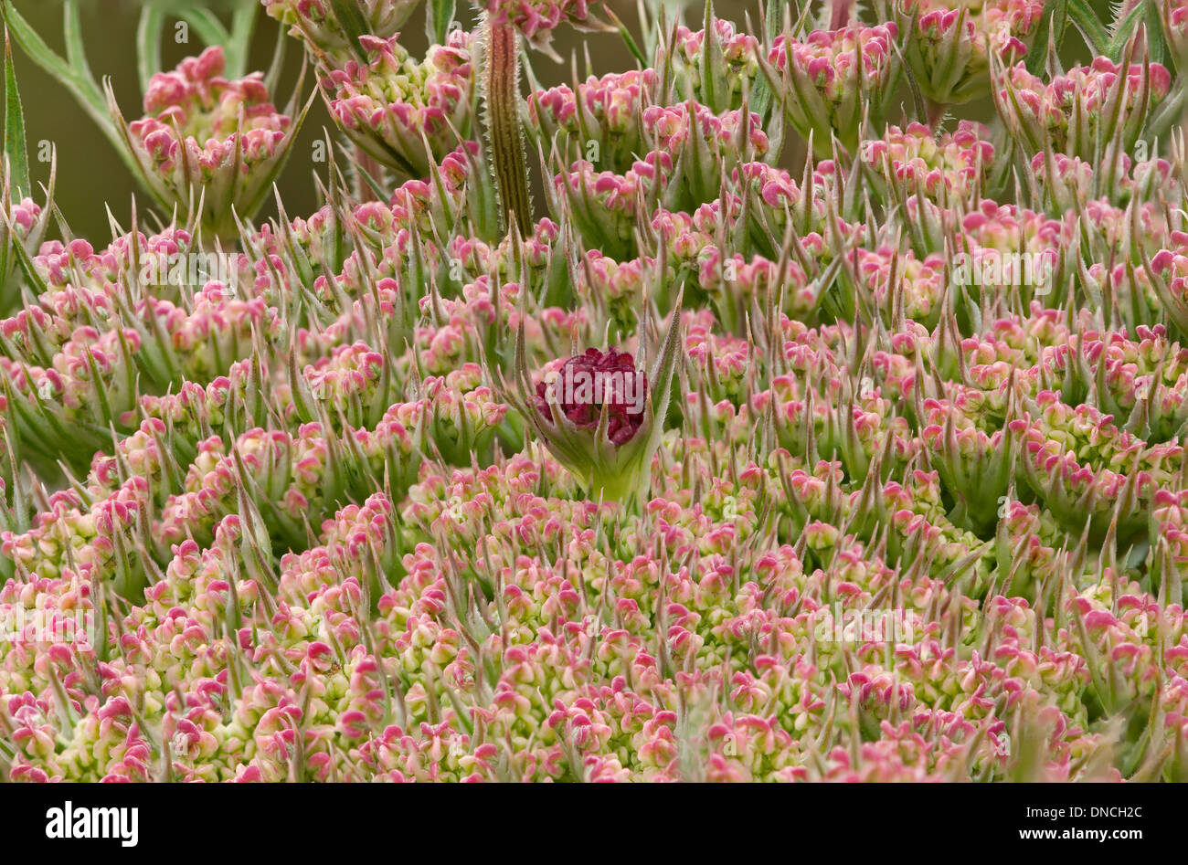 Flower umbel of Wild Carot (daucus carota) with a black contrasting flower in the centre Stock Photo