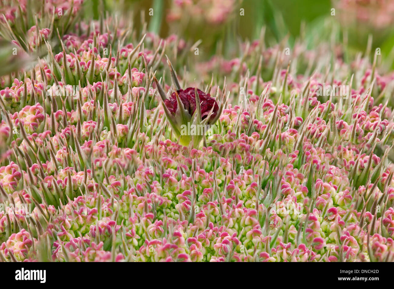 Flower umbel of Wild Carot (daucus carota) with a black contrasting flower in the centre Stock Photo