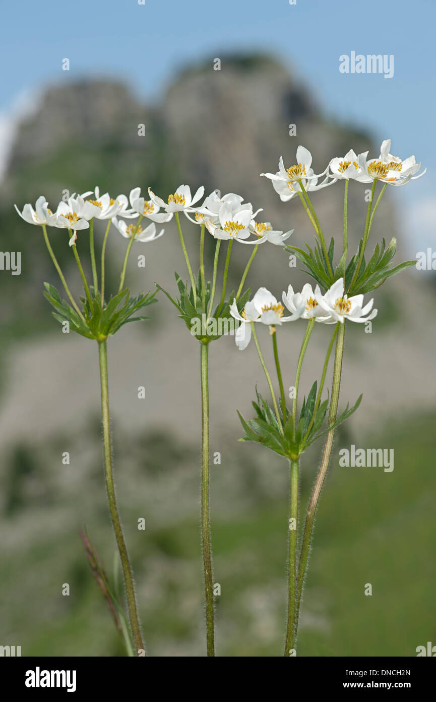 Narcissus-flowered anemone (Anemone narcissiflora) Stock Photo