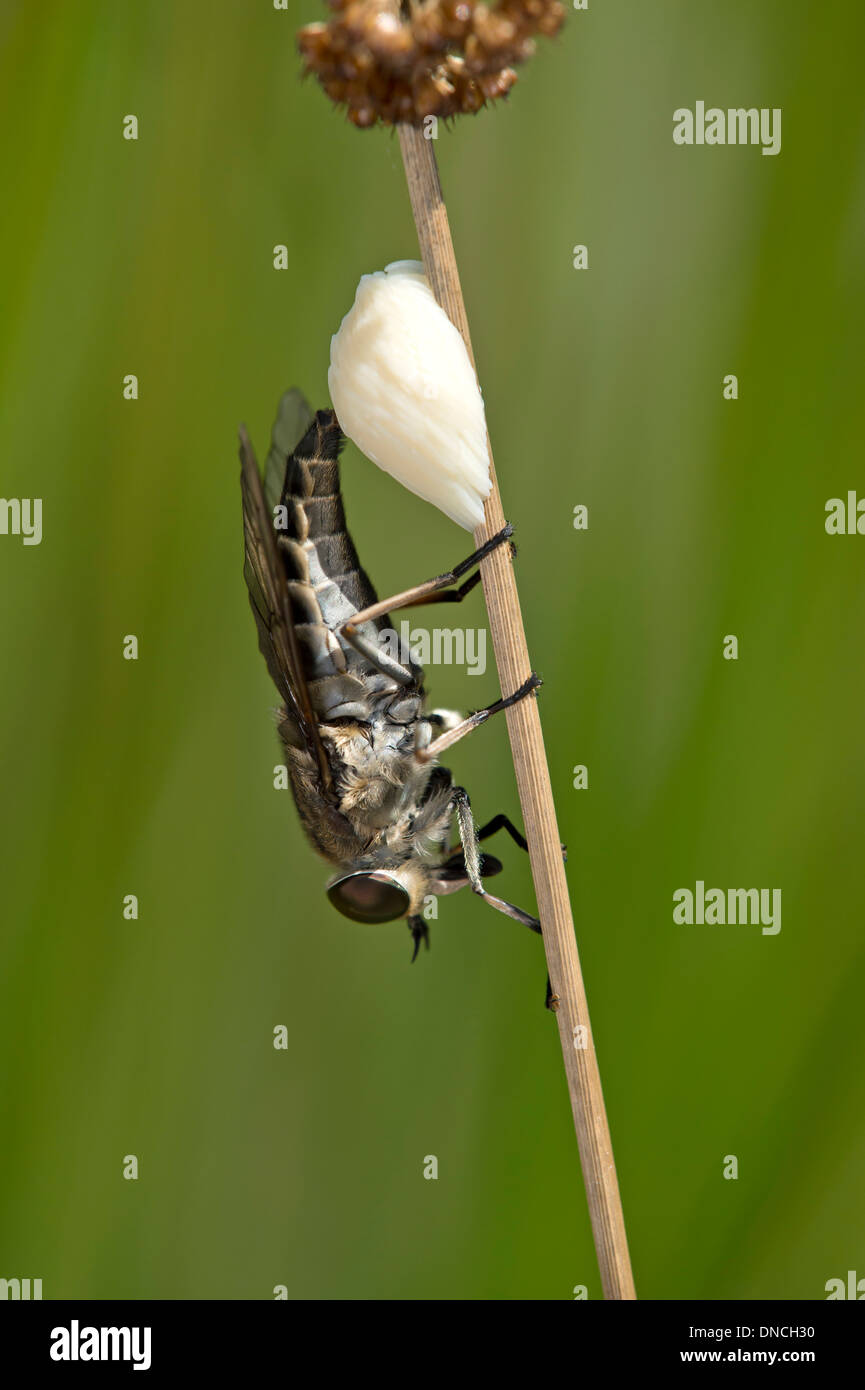 Female dark giant horsefly (Tabanus sudeticus) laying oblong whitish