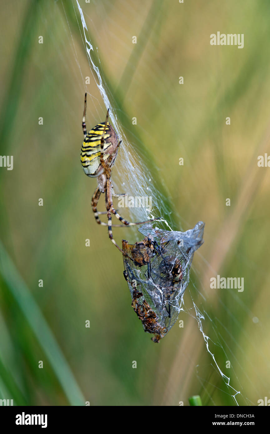 Wasp spider (Argiope bruennichi) with prey Stock Photo