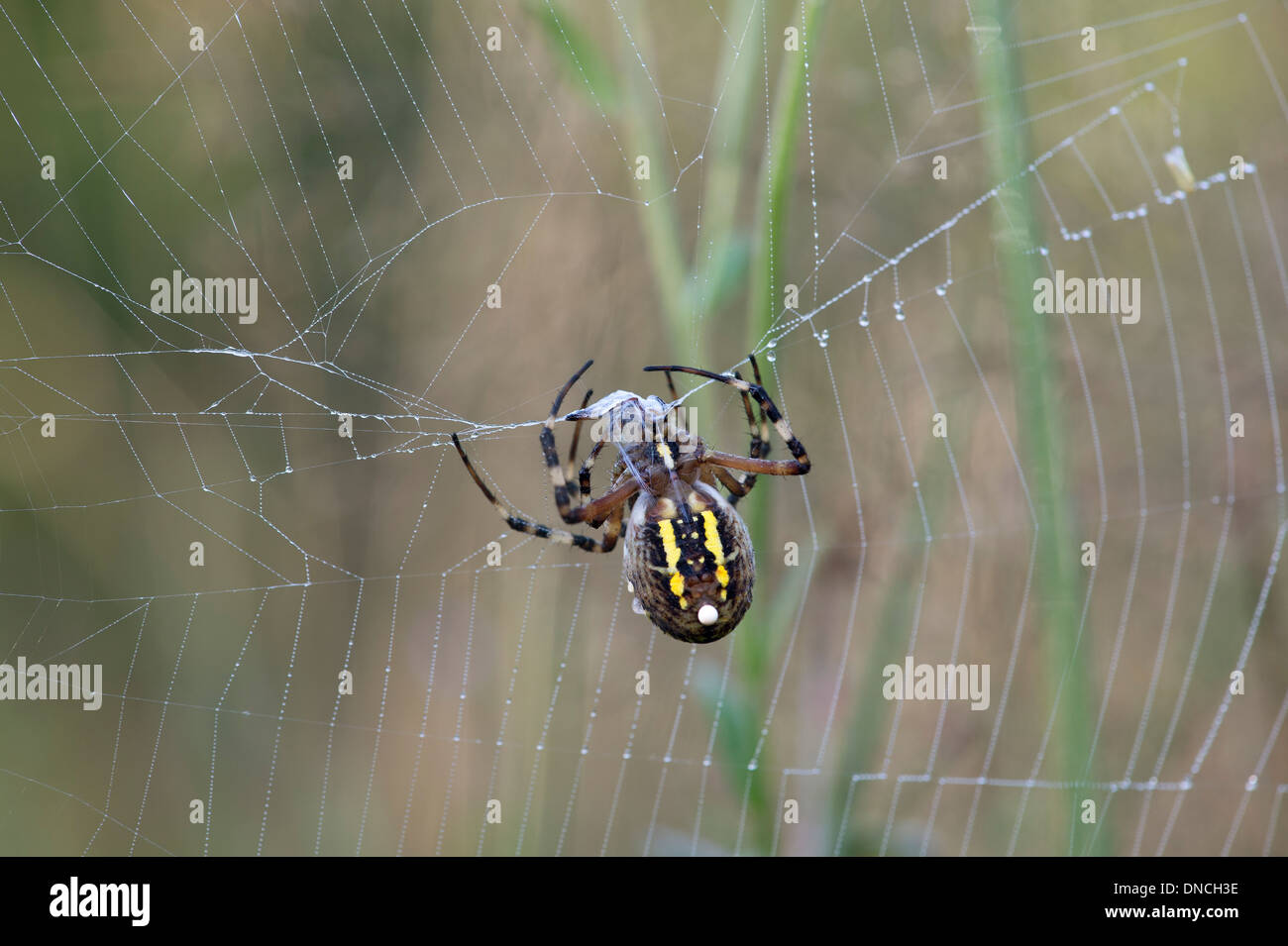 Wasp spider (Argiope bruennichi) wrapping up its prey in silk, Typical orb-weaver spiders (Araneidae) Stock Photo