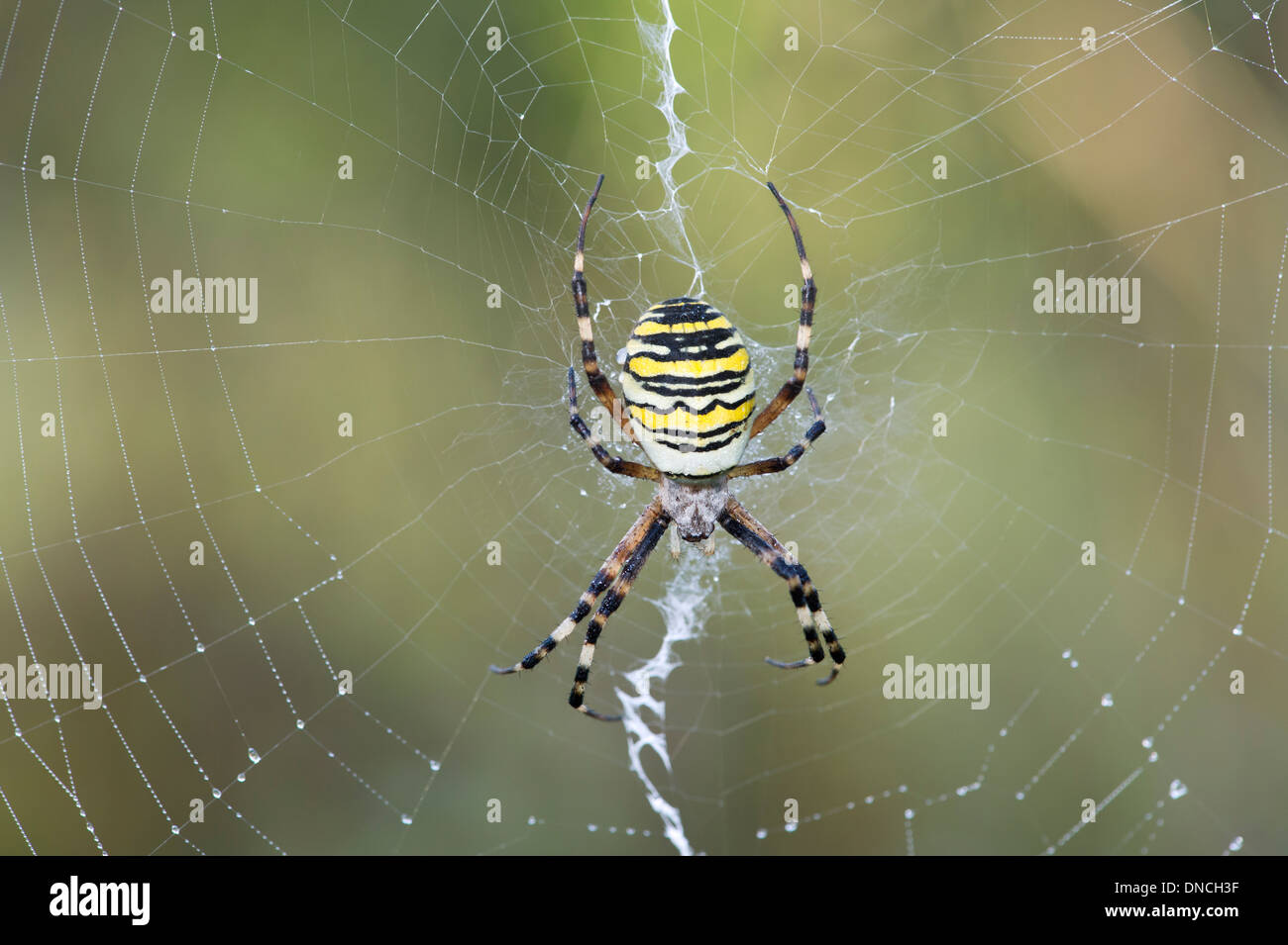 Wasp spider (Argiope bruennichi), Switzerland, Europe Stock Photo