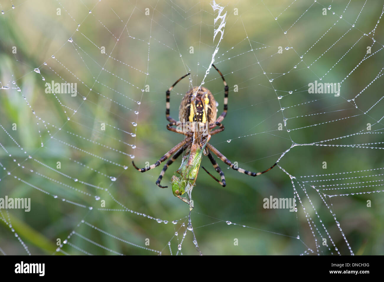 Wasp spider (Argiope bruennichi) with prey, Switzerland, Europe Stock Photo