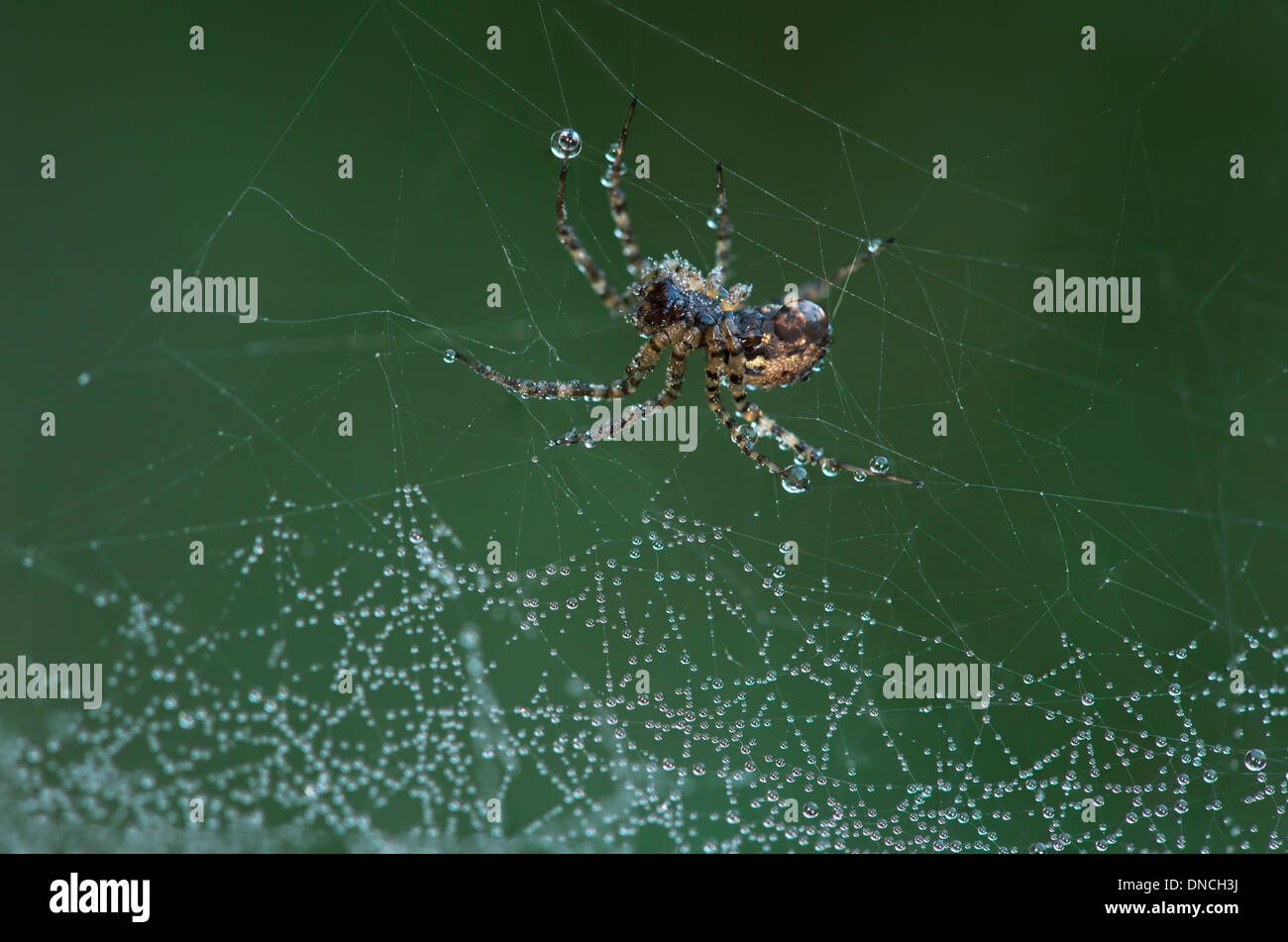 Neriene montana spider of Linyphiidae family covered with dew drops Stock Photo