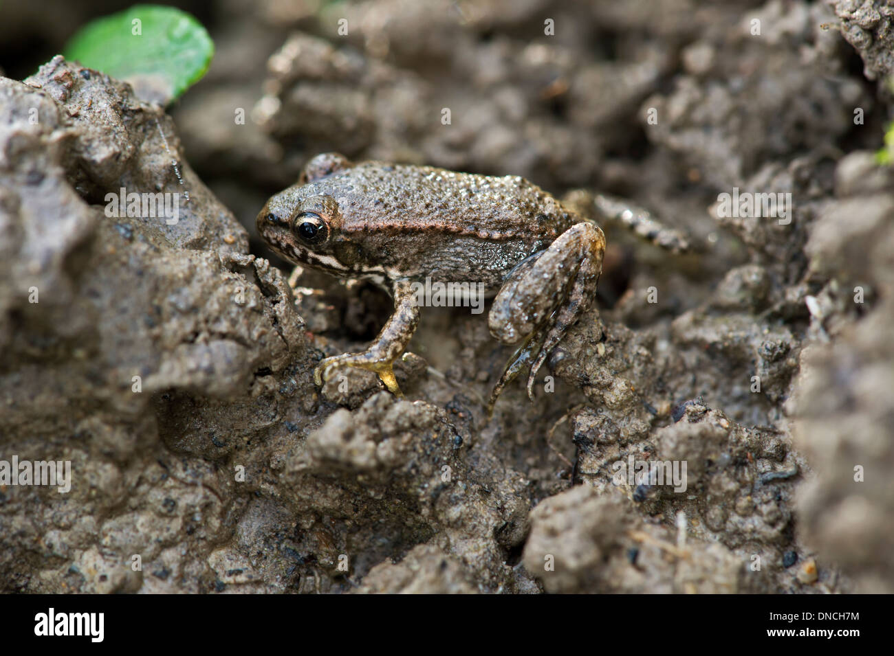 Juvenile Midwife toad (Alytes obstetricans) Stock Photo