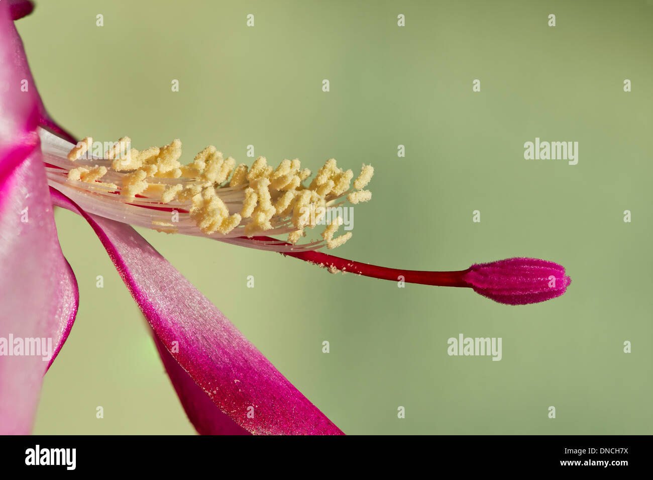 Flower detail of the Christmas cactus (Schlumbergera truncate) with pink-colored stigma Stock Photo
