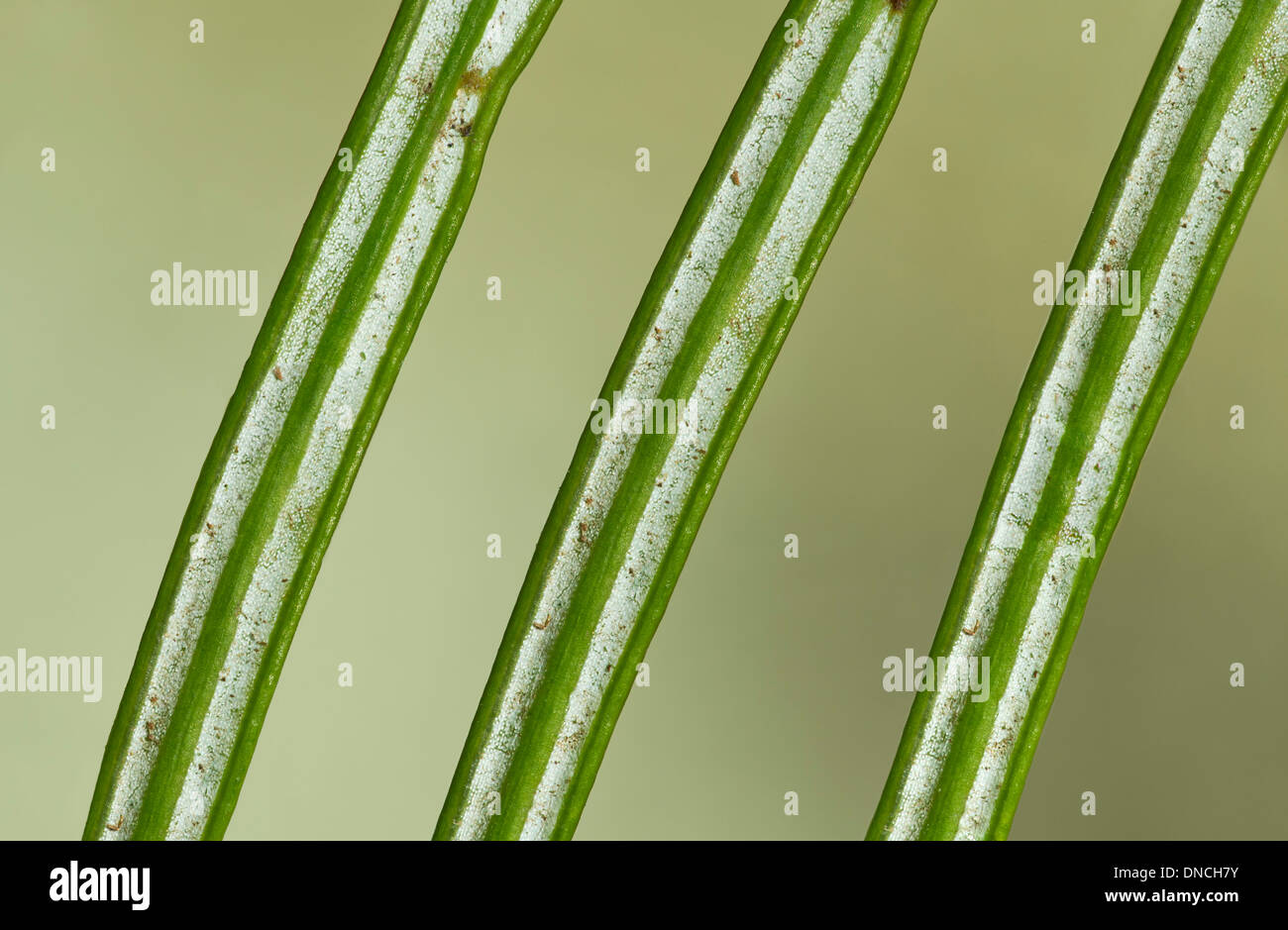 Underside of the needle-like leaves of a Nordman fir (Albies nordmannica) with two white stomata lines Stock Photo