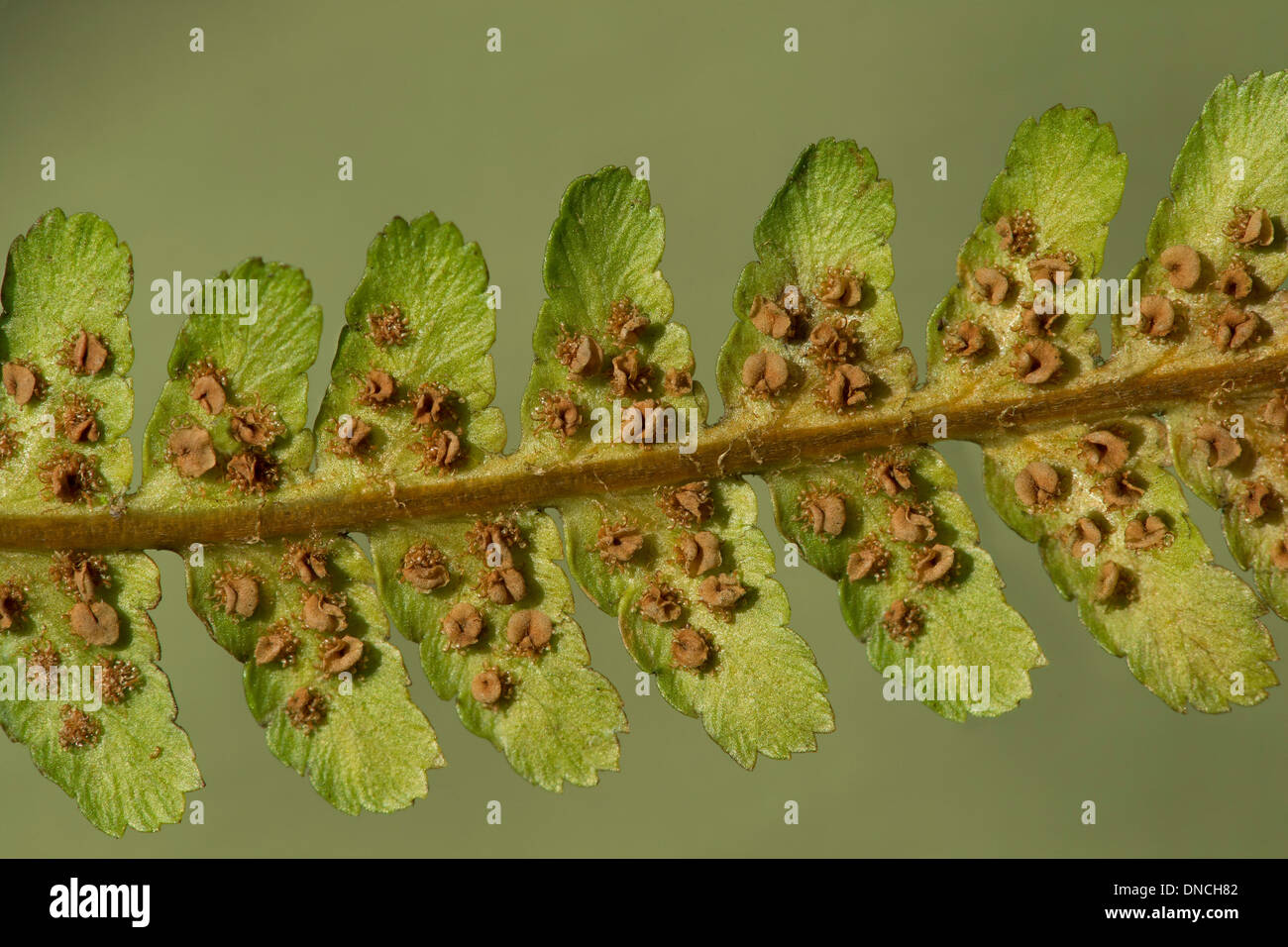 Ripe sori at the underside of a fertile male fern frond (Drypteris filix-mas), Wood fern family (Dryopteridaceae) Stock Photo