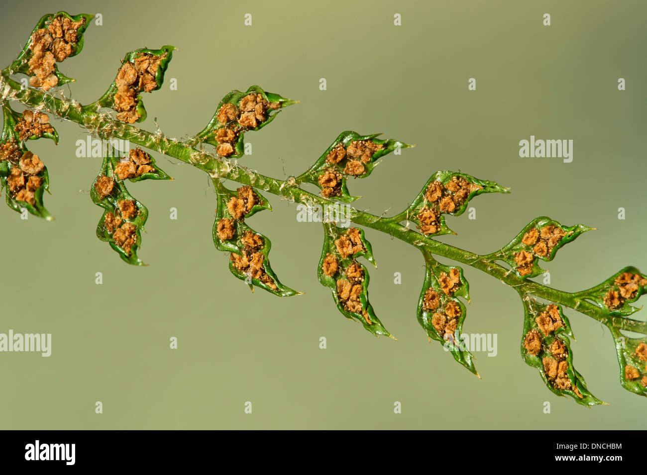 Ripe sori at the underside of a the Soft shield fern (Polystichum setiferum), Dryopteridaceae family Stock Photo