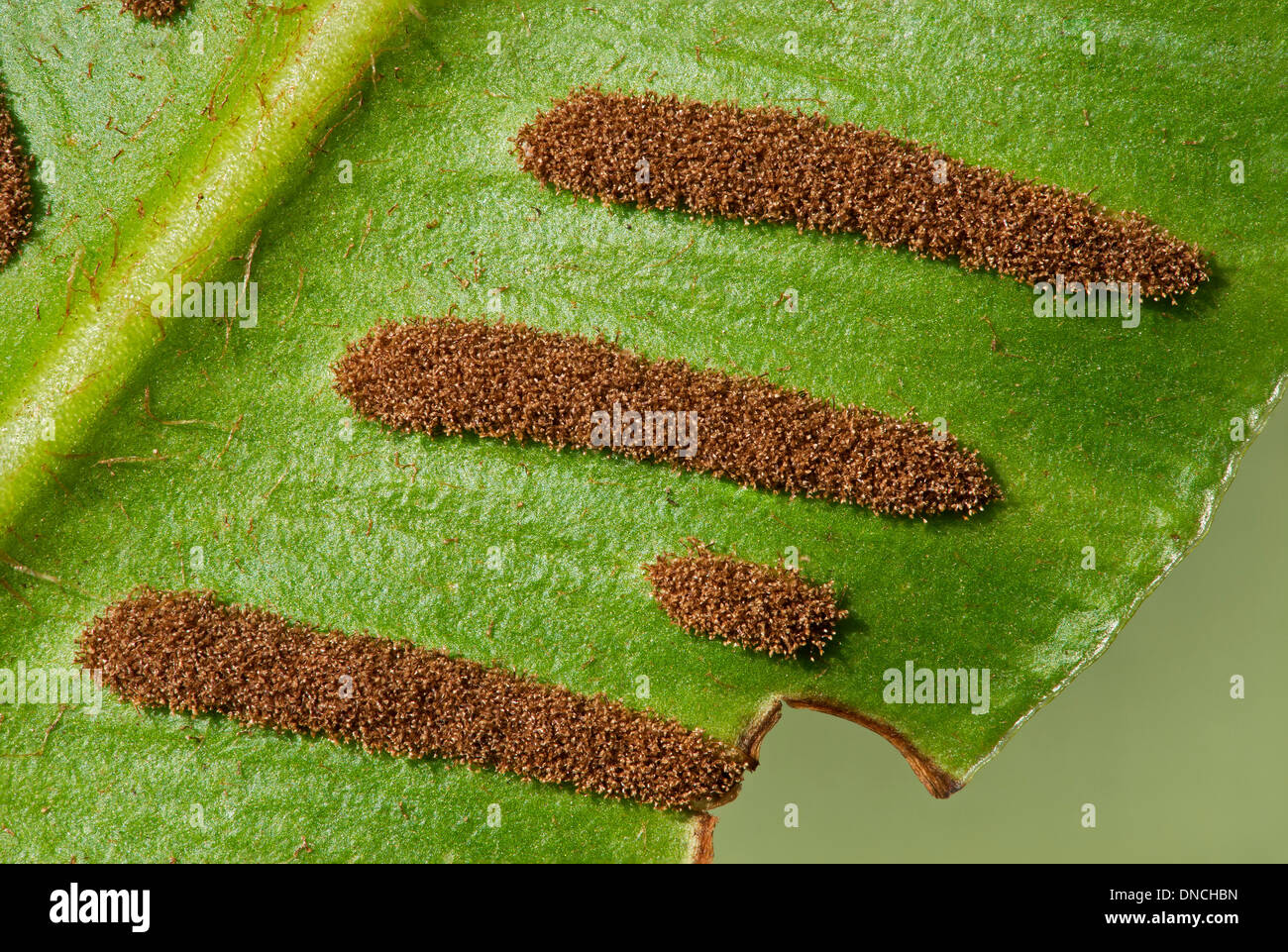 Sori, Harts-tongue fern (Asplenium scolopendrium) Stock Photo