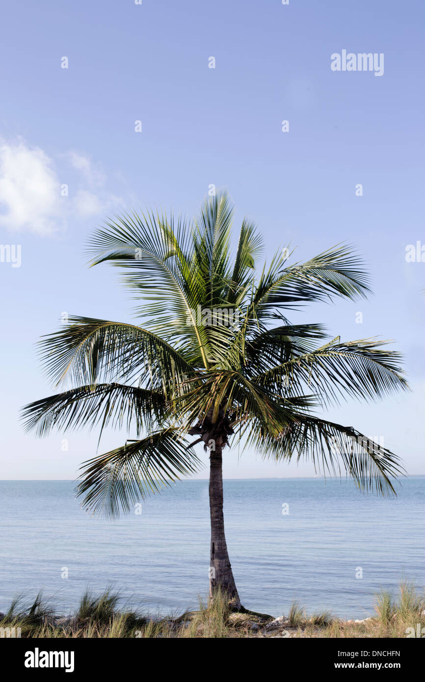 Palm tree tropical sea hi-res stock photography and images - Alamy