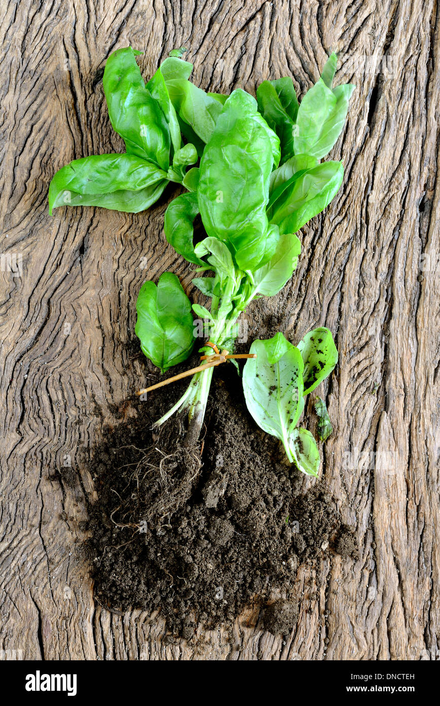 Базилик корень. Базилик укоренение черенков. Корни базилика. Размножение базилика черенками. Базилик корневой.