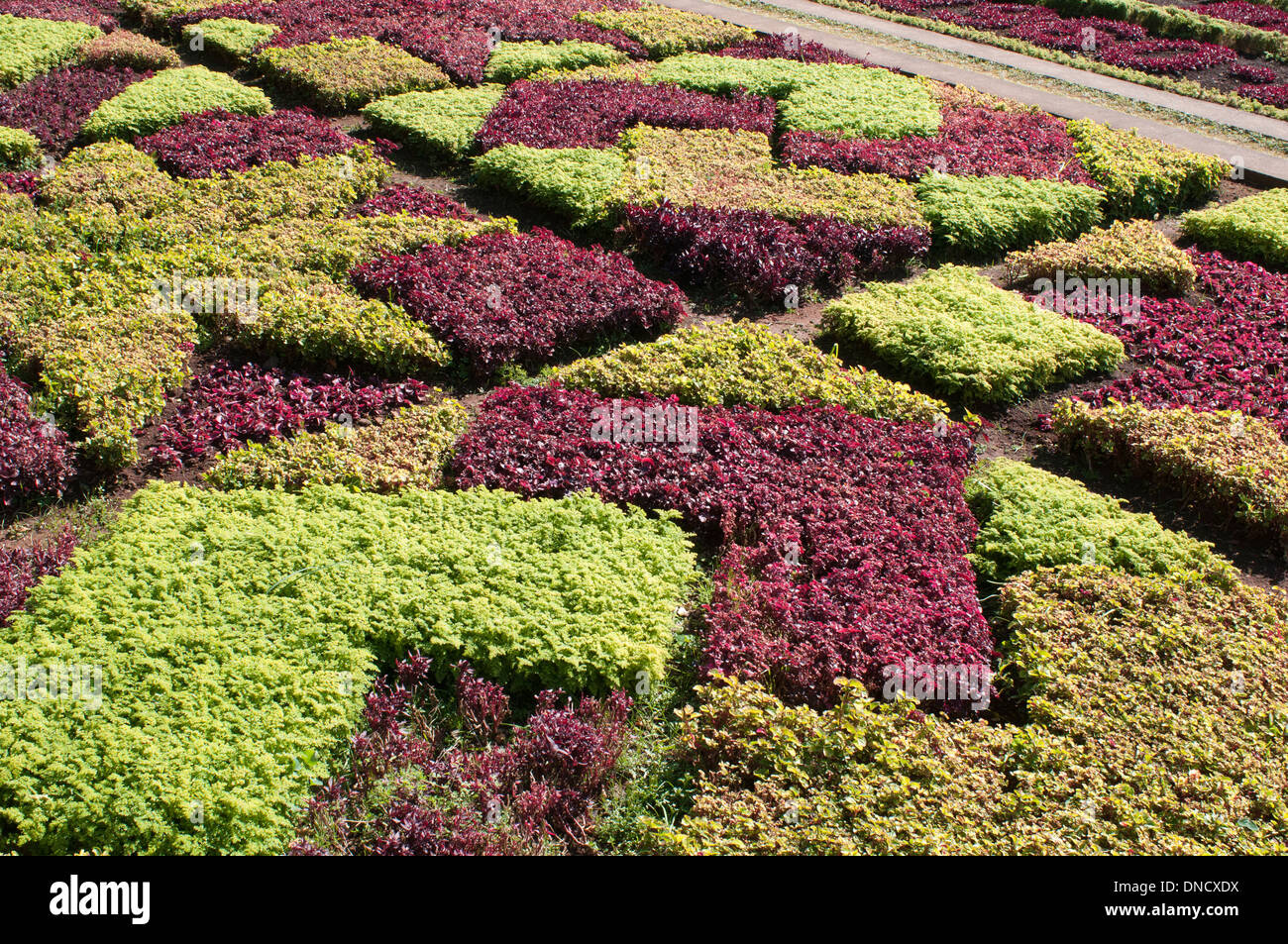 The botanical gardens (Jardim Botanico), Funchal, Madeira, Portugal Stock Photo