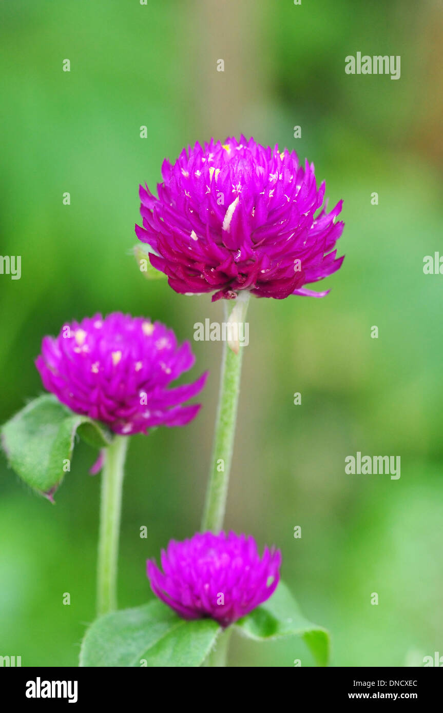 Purple flower hi-res stock photography and images - Alamy