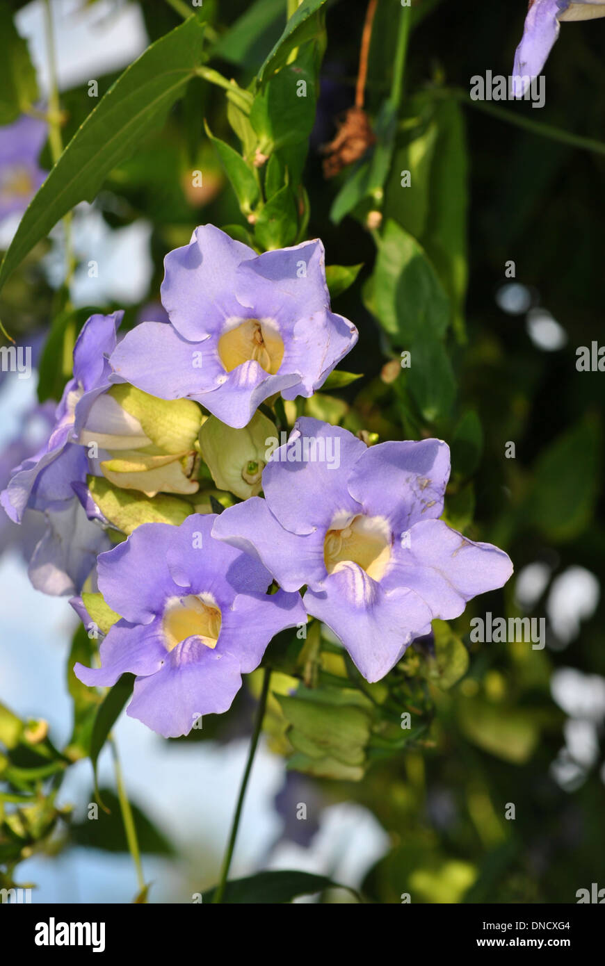 Blue Sky Vine Latin name Thunbergia grandiflora Stock Photo