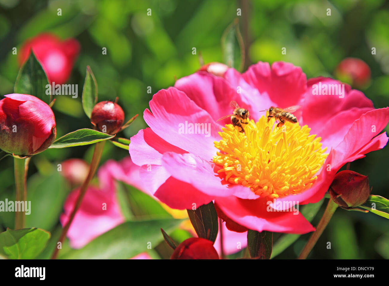 Peony flower with bee, Switzerland, Basel Stock Photo Alamy