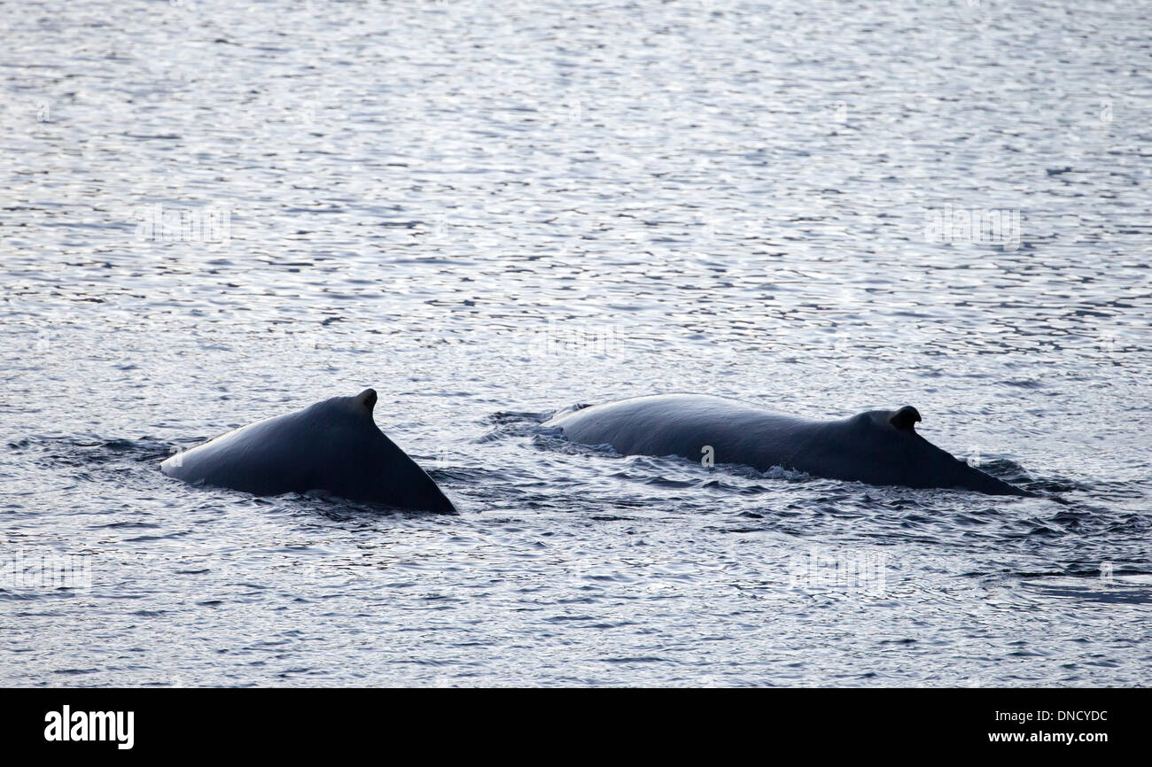 humpback whales in Kaldfjorden, megaptera novaeangliae, Stock Photo
