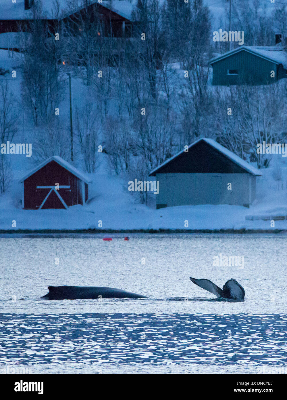 humpback whales in Kaldfjorden, megaptera novaeangliae Stock Photo
