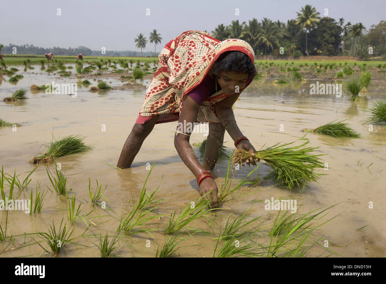 Indian women working in the fields hi-res stock photography and images ...