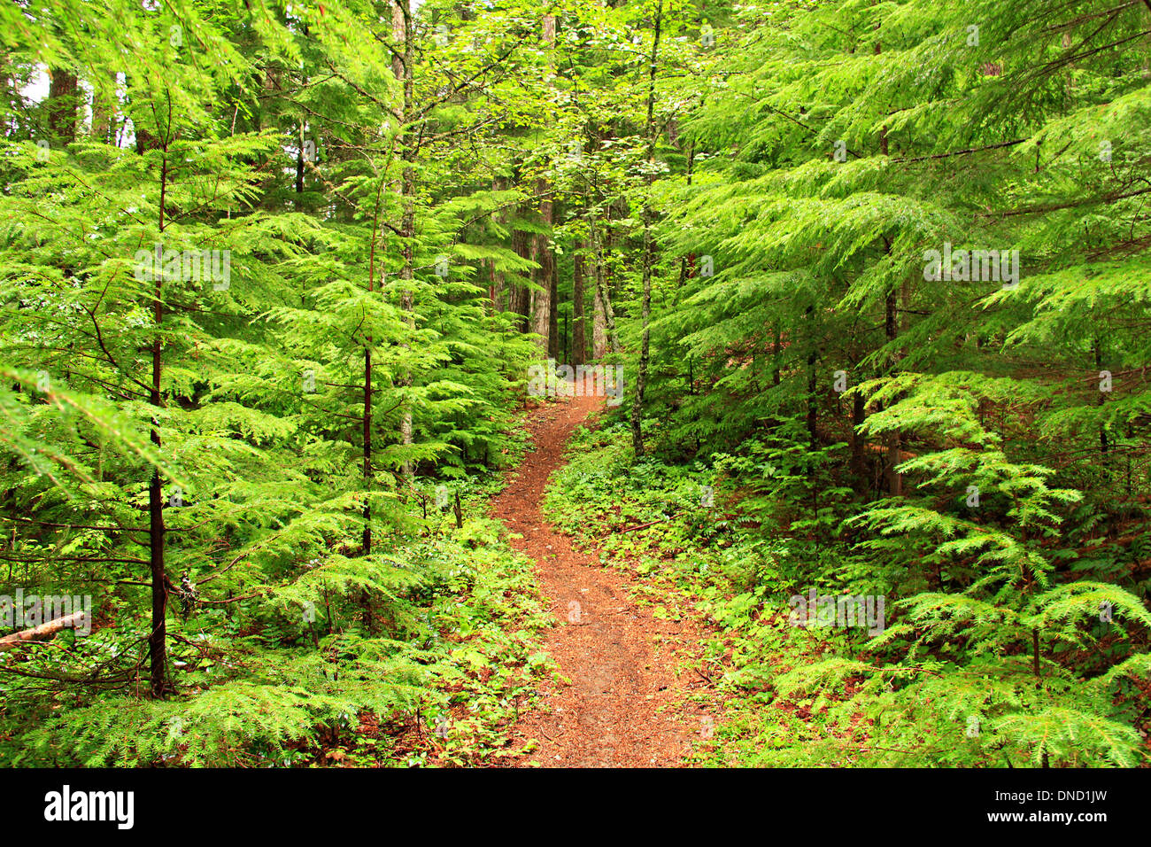 A trail through new growth forest of Douglas fir and western hemlock trees in the Table Rock Wilderness September 3, 2013 near Medford, Oregon. Stock Photo