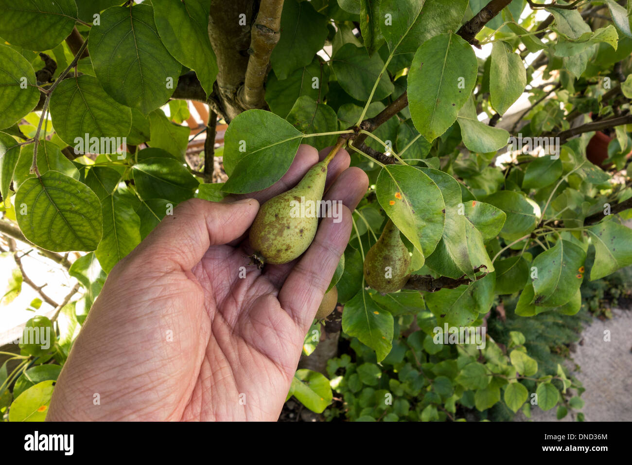 Male hand holding a small conference pear on tree. Pyrus communis Rosaceae, Gloucestershire, UK Stock Photo