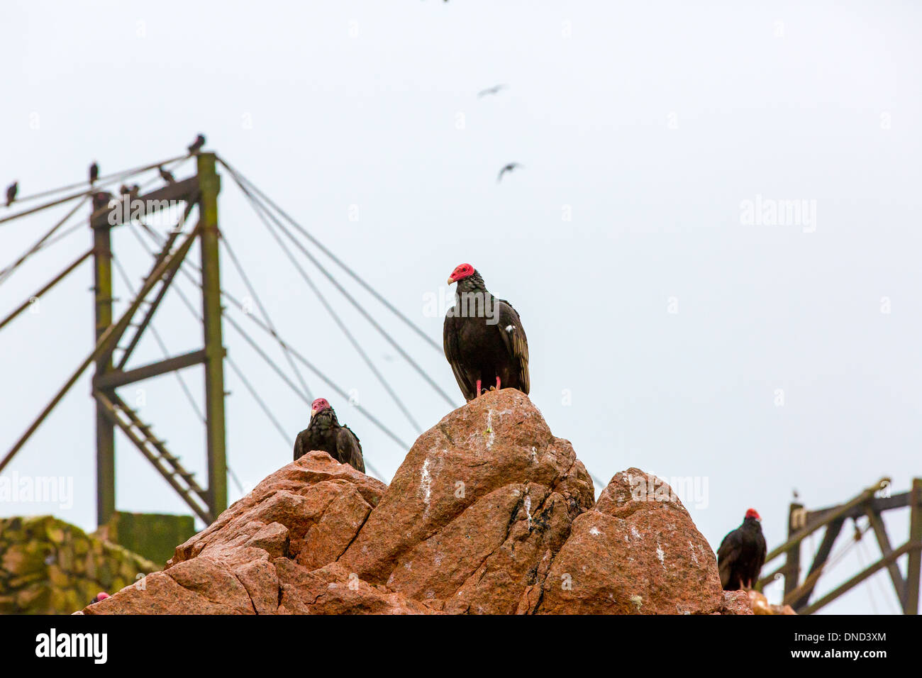 Vulture red neck birds in Ballestas Islands.Peru.South America. National park Paracas. Flora and fauna Stock Photo
