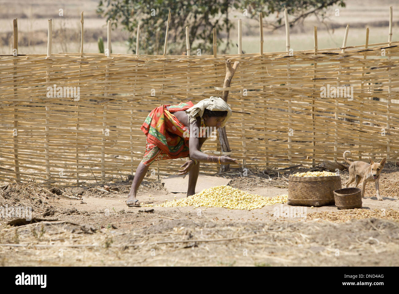 Tribal woman sorting dry mahuva flowers, Orissa Stock Photo