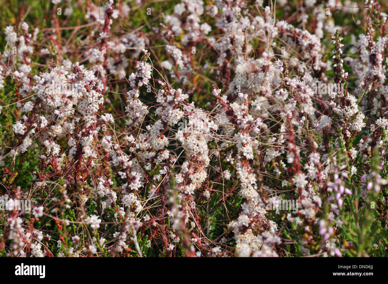 Common Dodder - Cuscuta epithymum on Heather - Calluna vulgaris Thursley Common Heath Stock Photo