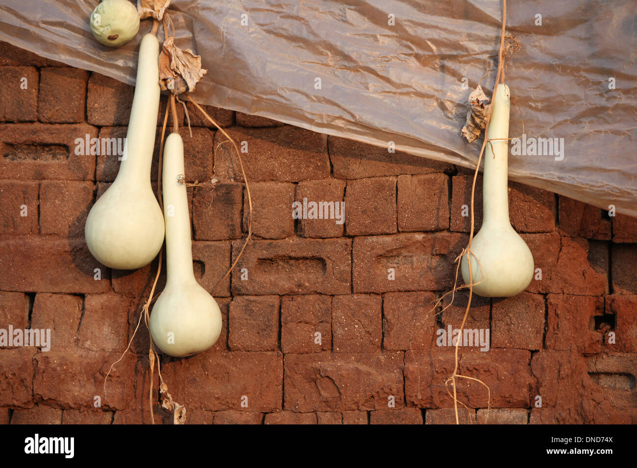 Bottle Gourd (Lagenaria siceraria). Also known as edible bottle gourd
