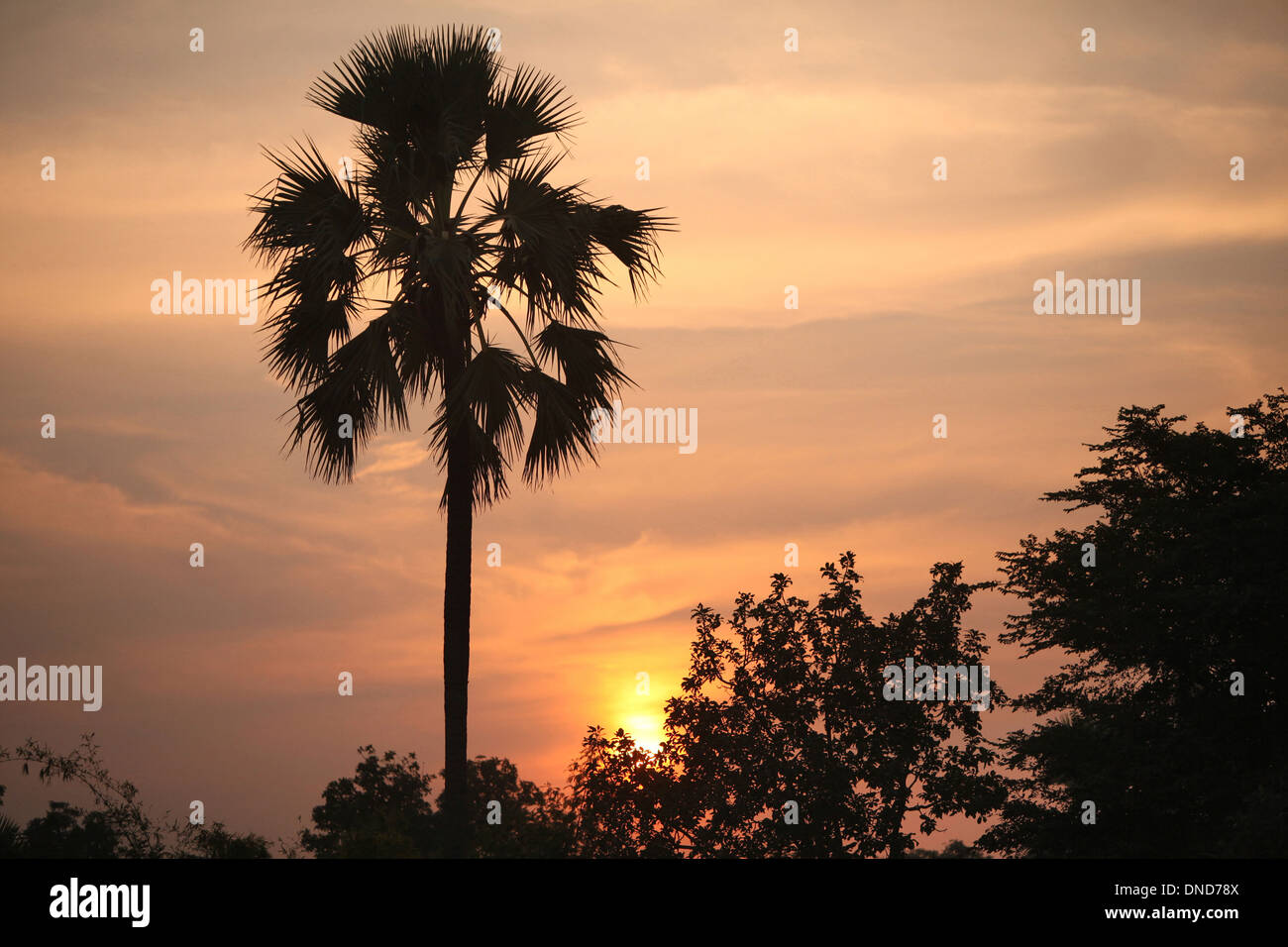 Setting sun with tree silhouette in Zabua district of Madhya Pradesh Stock Photo