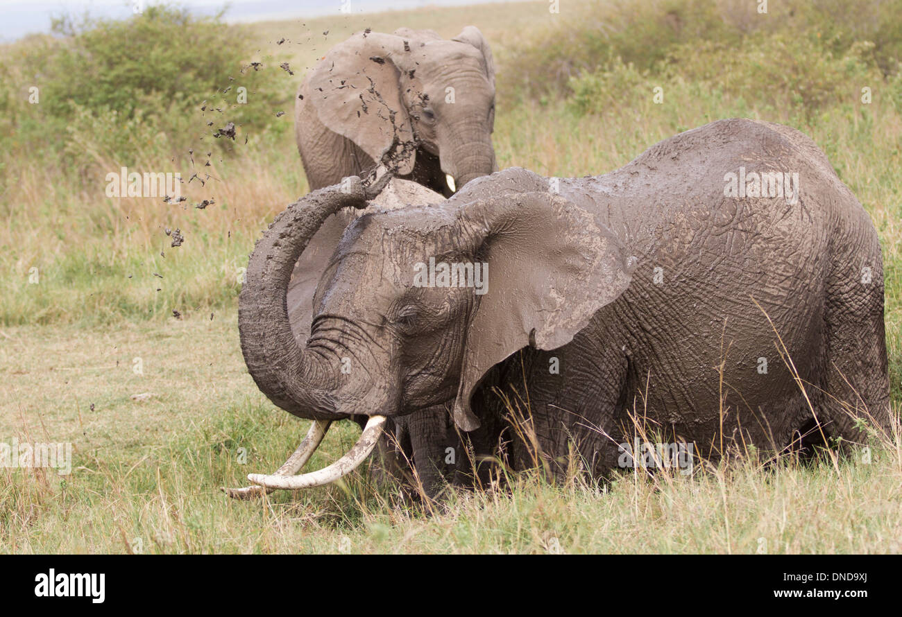 One elephant enjoying a mud bath, and spraying mud over a second elephant, in the Masai Mara Game Reserve, Kenya, Africa Stock Photo