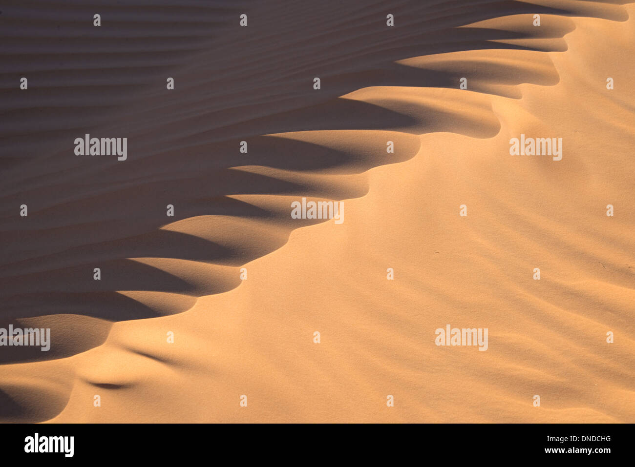Ripples on a sand dune - Great Oriental Erg, desert of Sahara - Tunisia Stock Photo