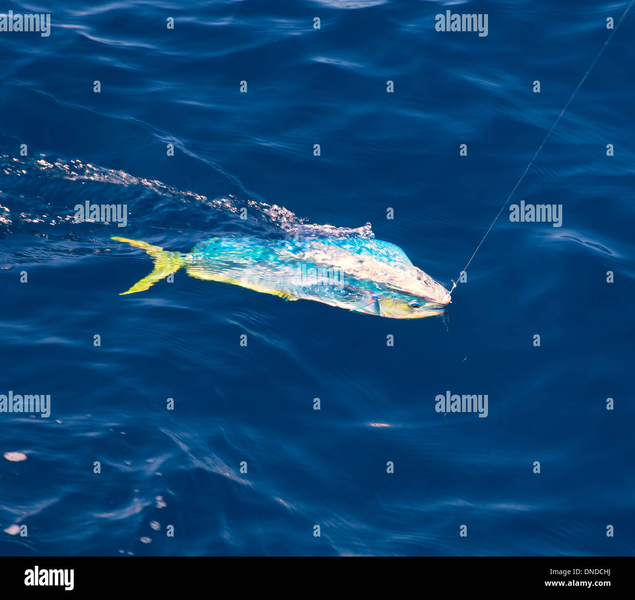 Dorado MahiMahi fish hooked with fishing line in blue ocean sea Stock