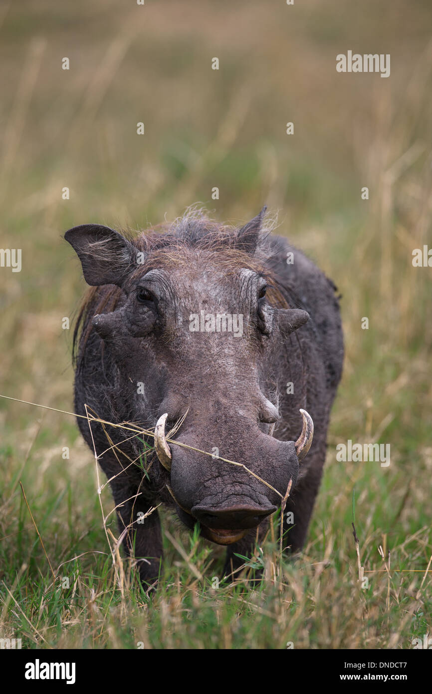 Warthhog eating grass Stock Photo