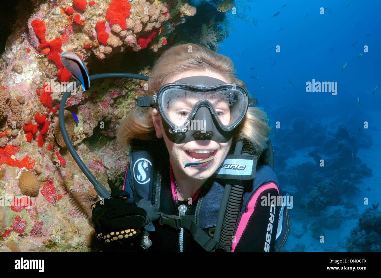 Female scuba diver and Cleanerfish (Labroides dimidiatus) Red sea, Egypt, Africa Stock Photo