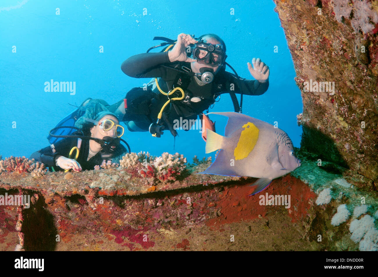 Diver looking at halfmoon angelfish, yellowband angelfish, yellowbar angelfish, yellow-blotch angelfish Stock Photo