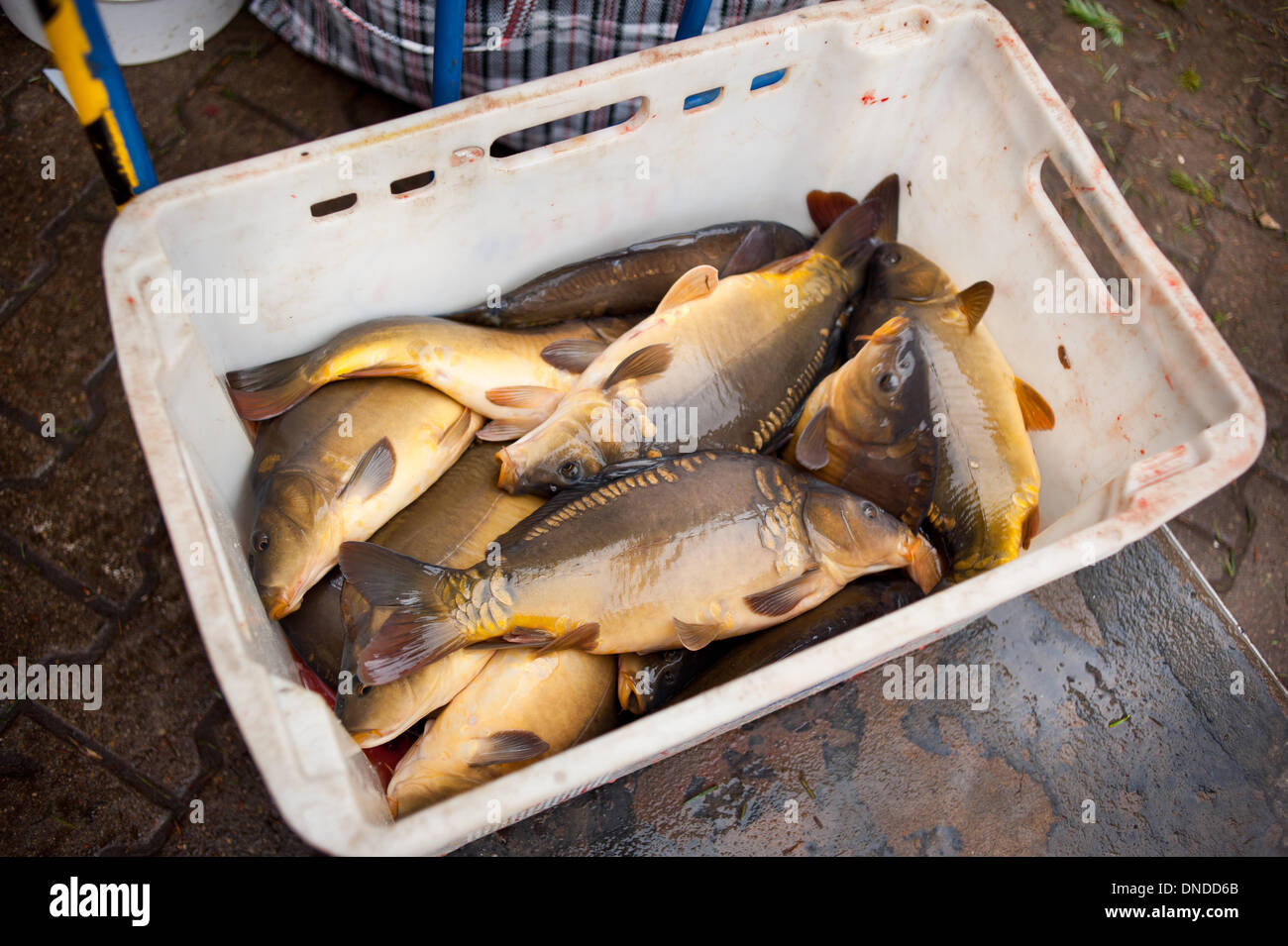 Fish live box hi-res stock photography and images - Alamy