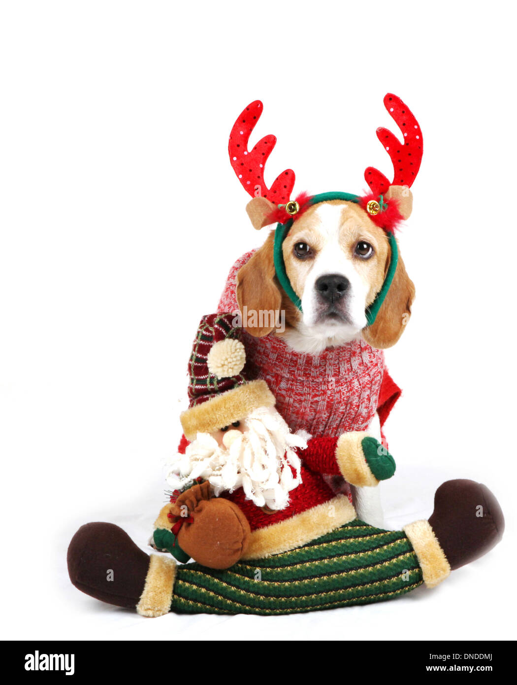 Christmas Dog As Santa Stock Photo Alamy