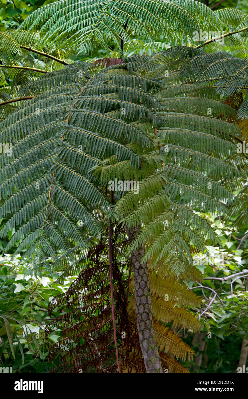 Hawaiian tree fern hi-res stock photography and images - Alamy