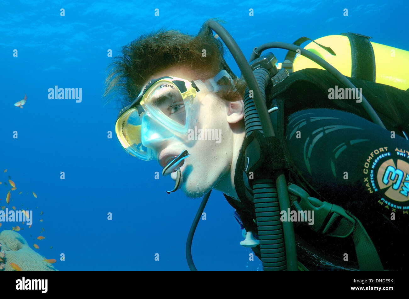 Young scuba diver and cleanerfish  (Labroides dimidiatus). Red sea, Egypt, Africa Stock Photo