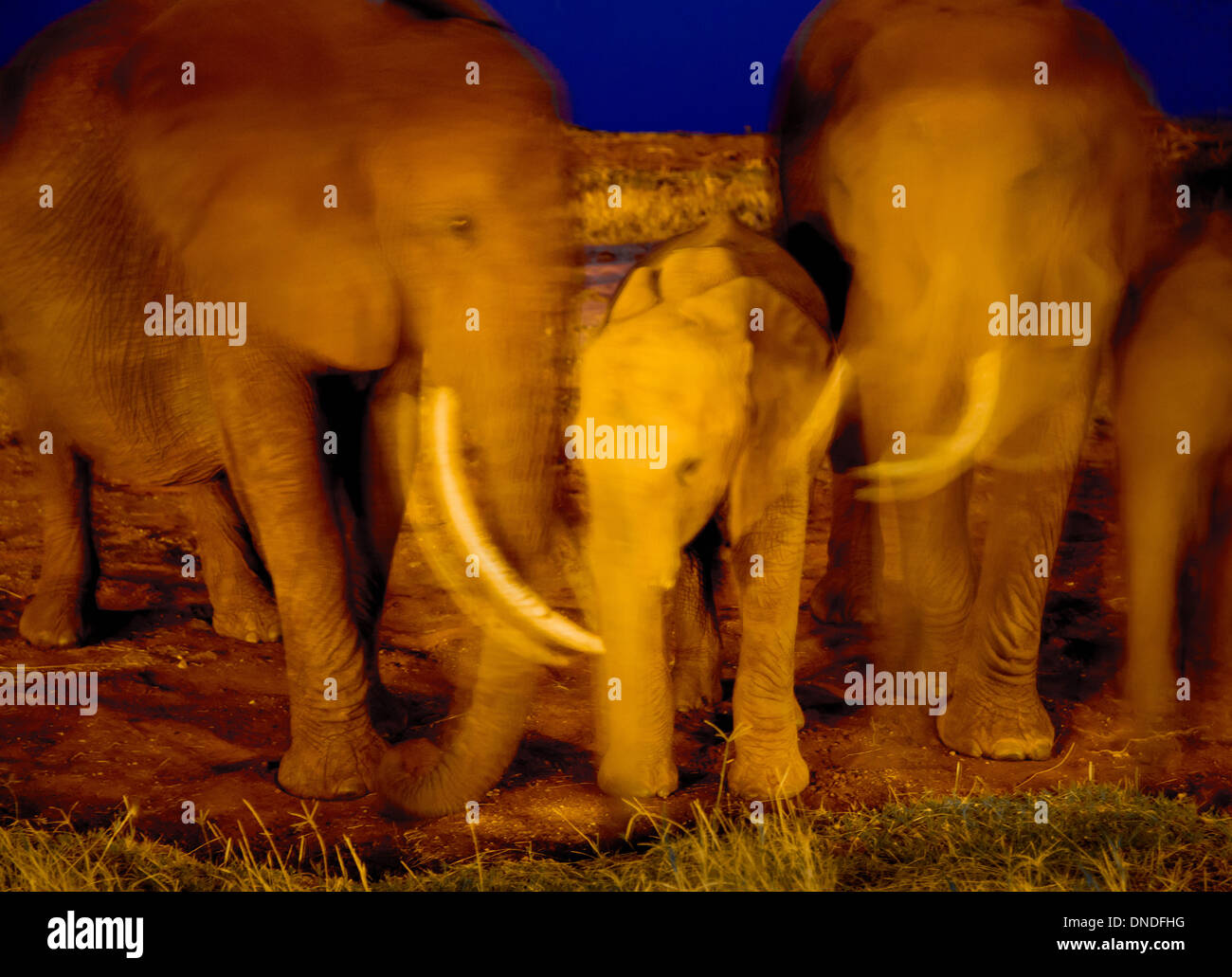 Elephant family group swaying gently near the waterhole of a Kenyan safari lodge at night Stock Photo