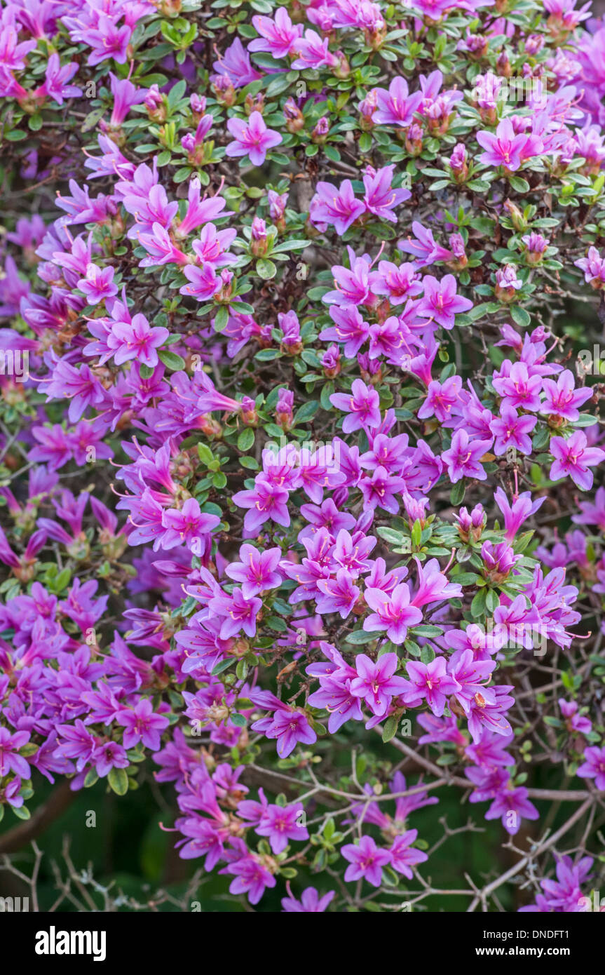 Rhododendron 'Kititsubo' (Kurume) Stock Photo
