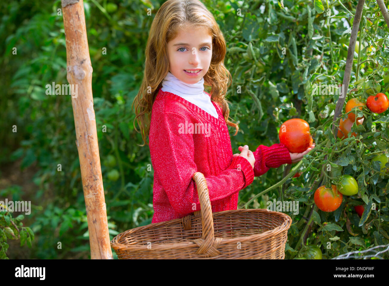 Farmer kid girl harvesting tomatoes in a home family farm Stock Photo ...