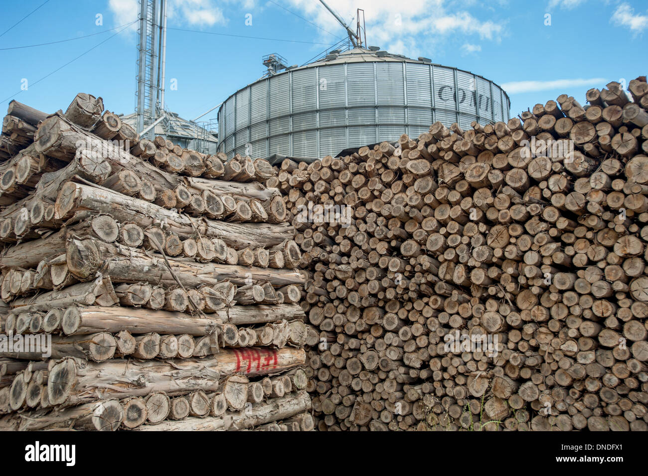 Canola oil (rapeseed) production with Eucalyptus wood pile Stock Photo