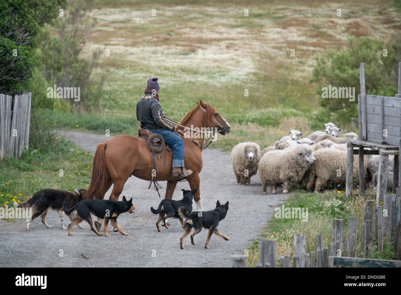 Chilean Gaucho rides horse and herds sheep Stock Photo