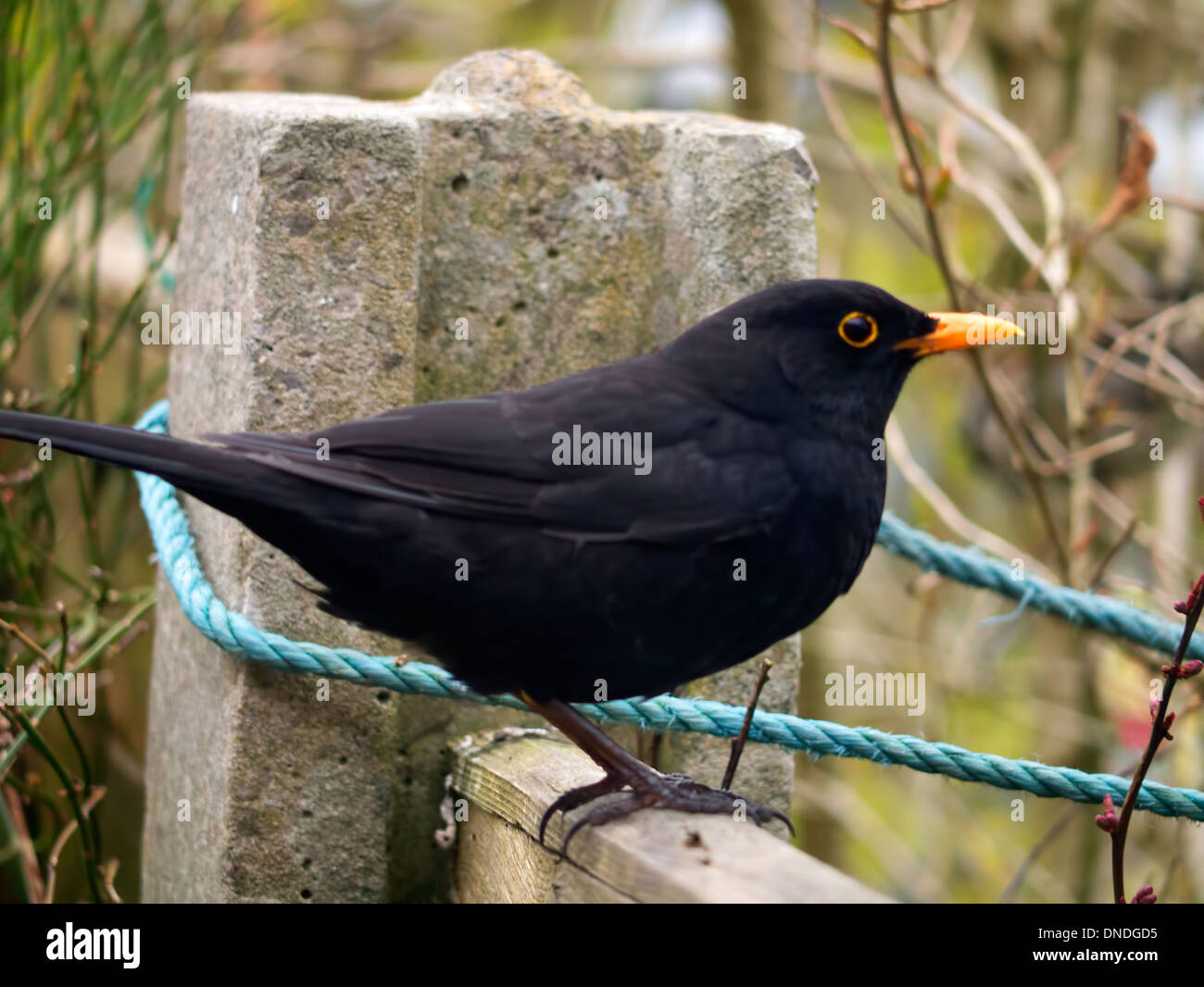 A male blackbird Stock Photo
