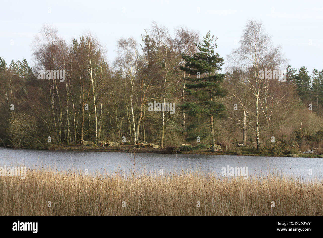 Woorsgreens Lake, in the Forest of Dean, Gloucestershire. Stock Photo