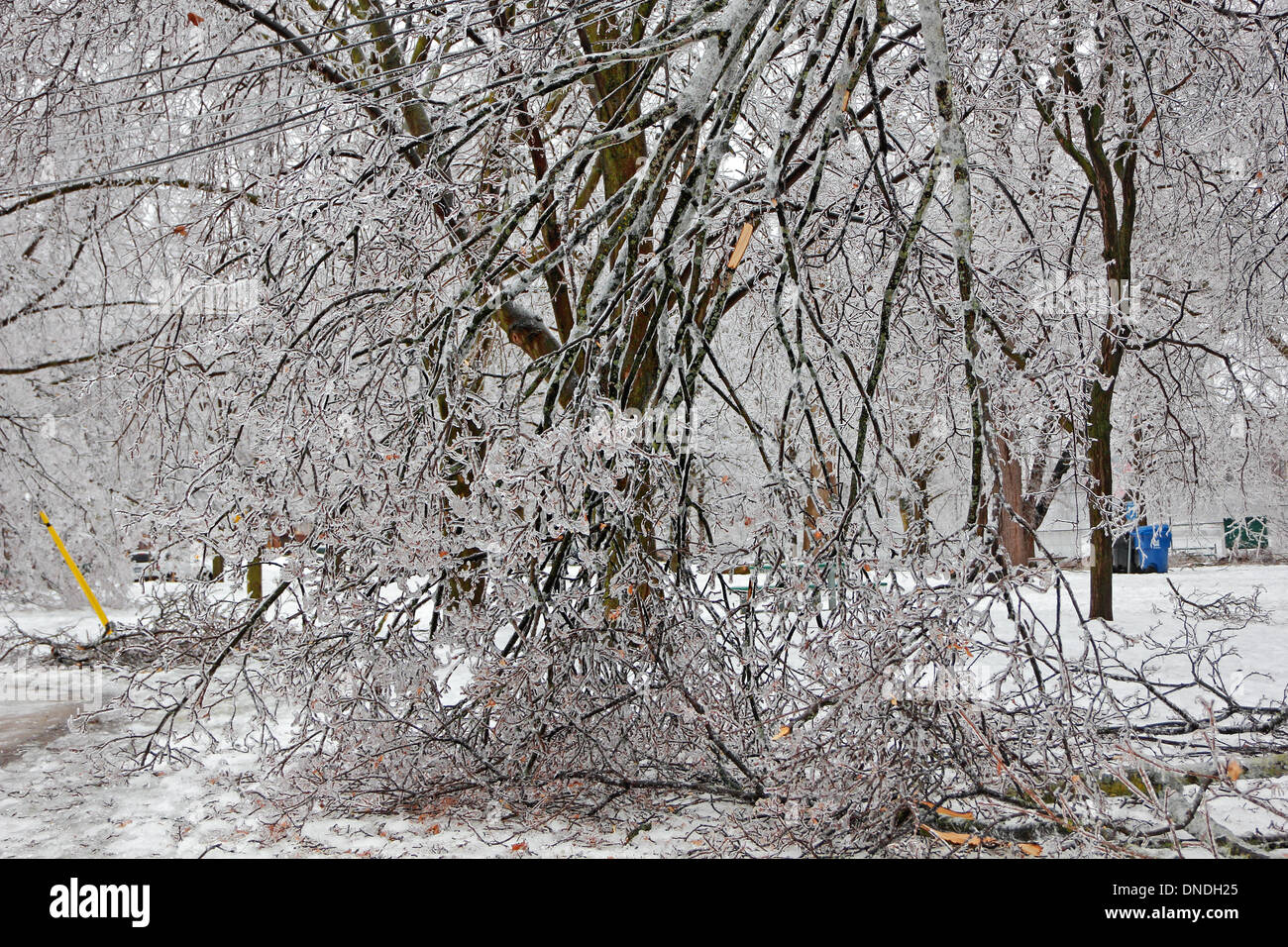 Toronto, Canada. 22nd Dec, 2013. Fallen tree branches and electrical wires tangled together as aftermath of ice storm and freezing rain. Credit:  CharlineXia/Alamy Live News Stock Photo