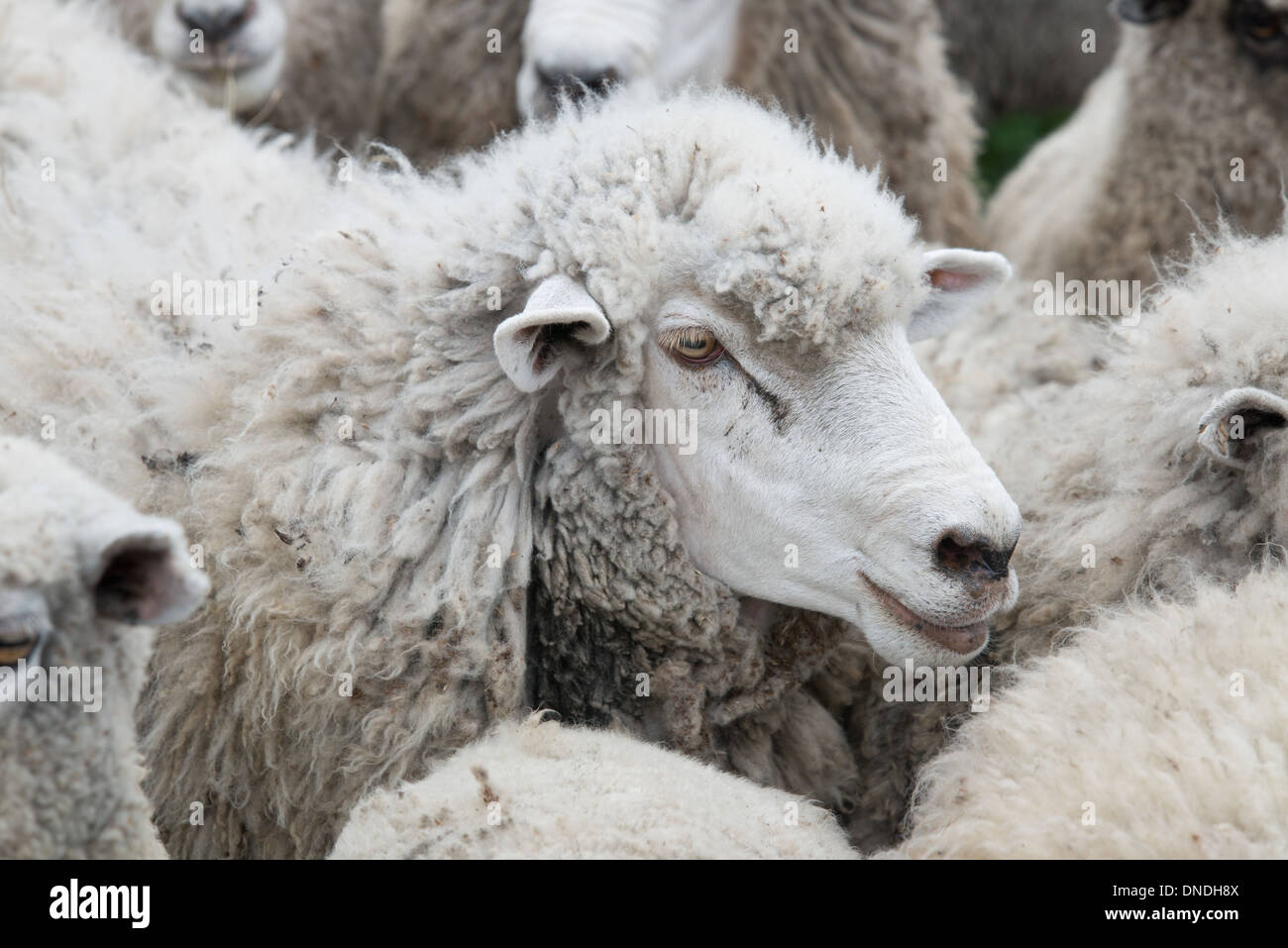 Flock of Sheep, Punta Arenas Chile Stock Photo Alamy